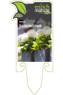 Dahlinova Label Image.jpg